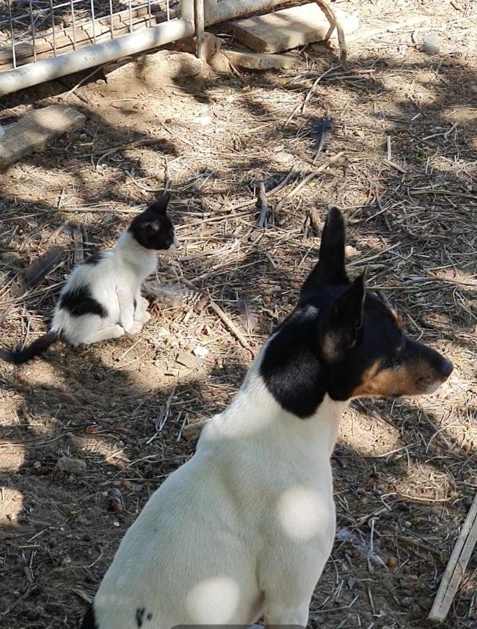 Villaluna Marchena エクステリア 写真